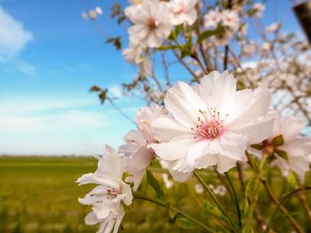 Close-up of white cherry blossoms against sky