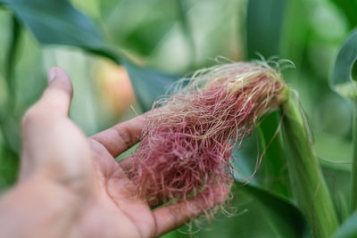 Close-up of hand holding plant