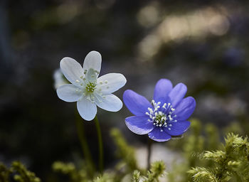 Close-up of purple flowering plant