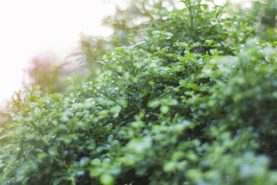 Close-up of wet plants