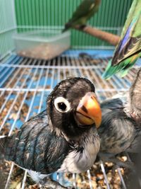 Close-up of bird in cage