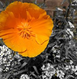 Close-up of wet orange hibiscus blooming outdoors
