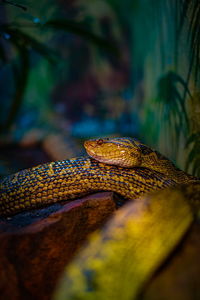 Close-up of a boa