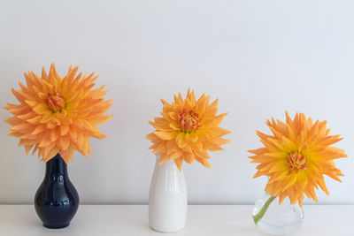 Close-up of flowers in vase against white background