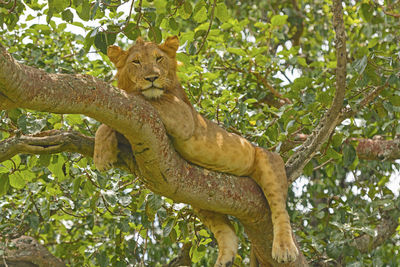 Young male lion in a tree in the ishasha region of queen elizabeth national park