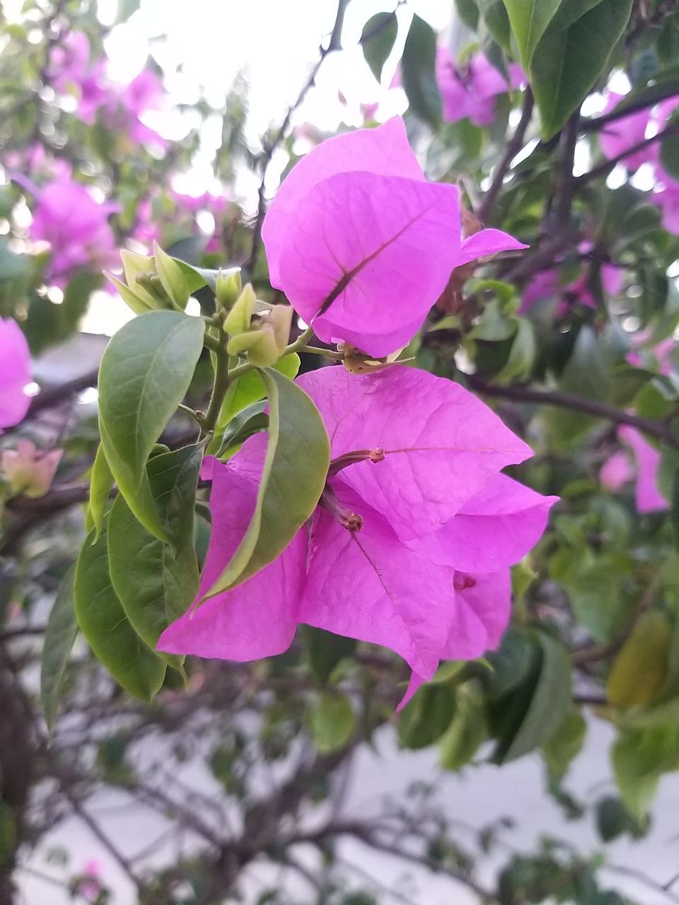 plant, flower, flowering plant, pink, beauty in nature, growth, freshness, petal, fragility, plant part, leaf, nature, close-up, blossom, flower head, tree, inflorescence, no people, springtime, branch, purple, focus on foreground, day, bougainvillea, outdoors, lilac, botany, shrub, magenta