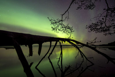 Silhouette tree by lake against sky at night