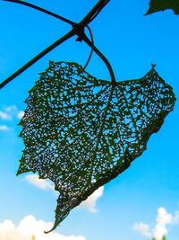 Low angle view of flowering plant against blue sky
