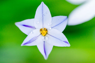 Close-up of white flower