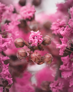 Close-up of pink flowering plant