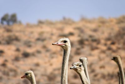 Close-up of ostrich