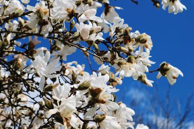 Low angle view of cherry blossoms against sky