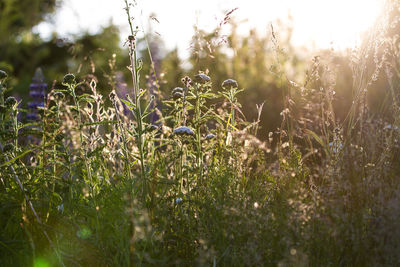 Close-up of plants growing on field