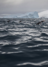 Penguins swimming in sea against glacier