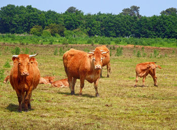 Cows on field against trees