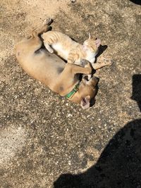 High angle view of a cat on street