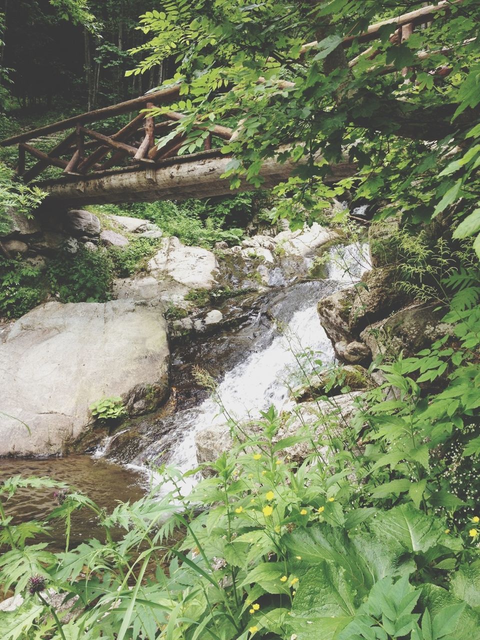 growth, green color, plant, nature, forest, tree, beauty in nature, tranquility, tranquil scene, scenics, rock - object, water, stream, leaf, moss, day, high angle view, lush foliage, outdoors, no people