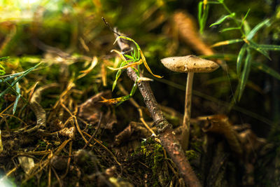 Close-up of mushroom growing on field