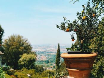 Close-up of potted plant against trees