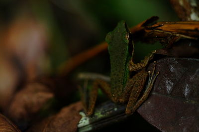 Close-up of insect on wood