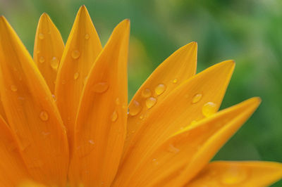 Close-up of drops on orange flower