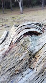 Close-up of tree trunk