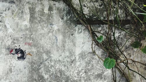 Close-up high angle view of leaves