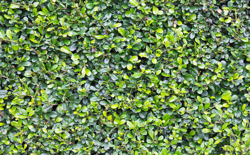 Full frame shot of plants