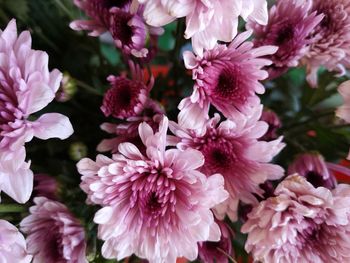 Close-up of pink flowering plants in garden