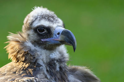 Close-up of a bird looking away