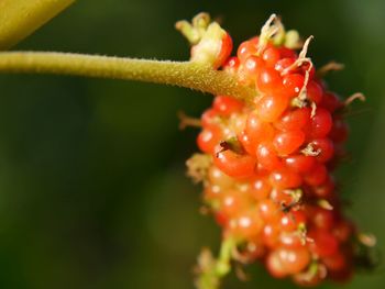 Close-up of red flowering plant