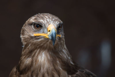 Close-up of eagle