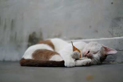 Cat sleeping