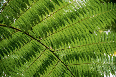 Full frame shot of green leaves