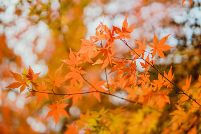 Close-up of maple leaves on tree during autumn