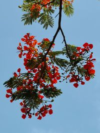 Low angle view of red flower on tree against sky