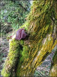 Trees growing in forest