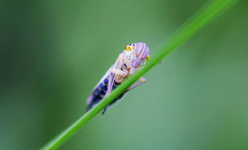 Close-up of insect on purple flower