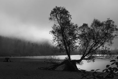Tree growing on field by rattlesnake lake during foggy weather