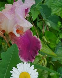 Close-up of pink rose flower