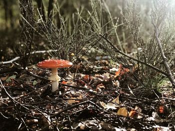 Close-up of mushroom growing on field