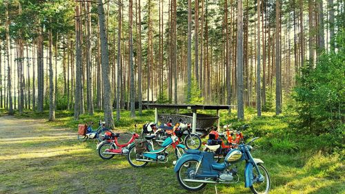 Motor scooters parked against trees