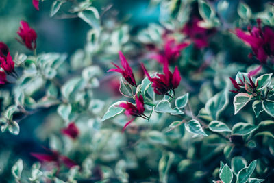 Close-up of red flowers blooming outdoors