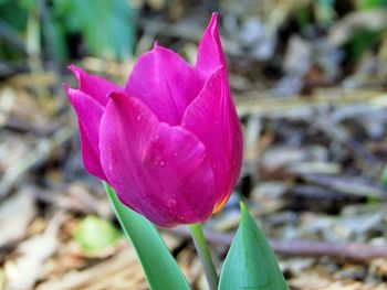 Close-up of pink flowers