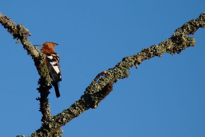Low angle view of bird perching on tree against sky