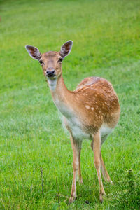 Full length of deer standing on grass field