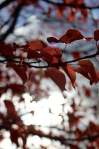 Low angle view of cherry blossom during autumn
