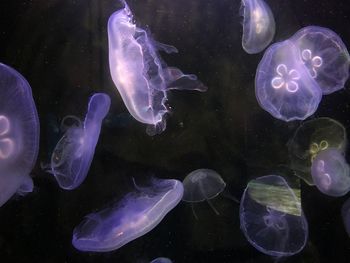 Jellyfish swimming in sea