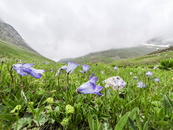 Purple flowering plants on land against sky