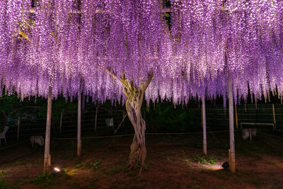 View of purple flower trees in field